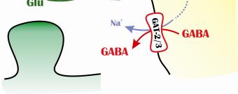 Az extracelluláris GABA szint növekedés bármely transzportábilis EAAT szubsztráttal kiváltható. 3.