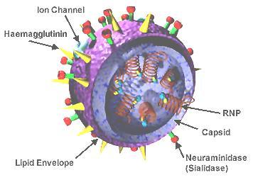 A ribonukleinsavat körülvevő fehérjék tulajdonságai alapján az influenzavírusokat A, B és C típusokba sorolják.