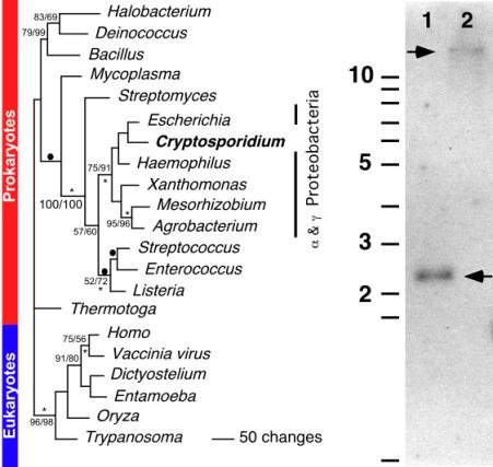 complexans C.p. Thymidine Kinase represents a lateral transfer from a