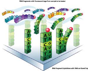 Chip Oligo Array Hybridization General Scanning