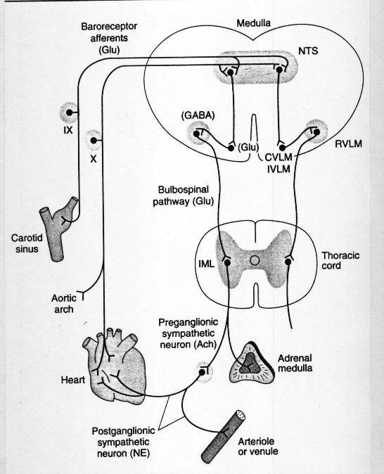 BAROREFLEX PÁLYÁK A NYÚLTVELŐBEN SZIMPATIKUS IDEGRENDSZER 1. Bemenet:nucleus tractus solitarii (NTS) 2.