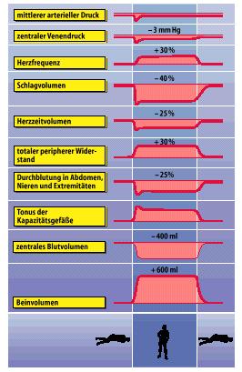 Art. középnyomás Centrális vénásnyomás szívfrekvencia pulzustérfogat perctérfogat Teljes Teljes perifériás ellenállás Hasi, vese és végtag véráramlás A kapacitás erek tónusa A központi vértérfogat