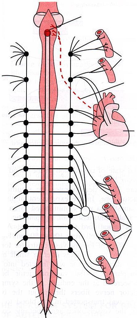 A VÉRNYOMÁS SZABÁLYOZÁSA P = Q x R Q (perctérfogat): Térfogat / idő x Teljes Perifériás Rezisztencia: Arteriolák átmérője Szív pumpafunkció Vénás visszaáramlás (vértérfogat és venokonstrikció) A