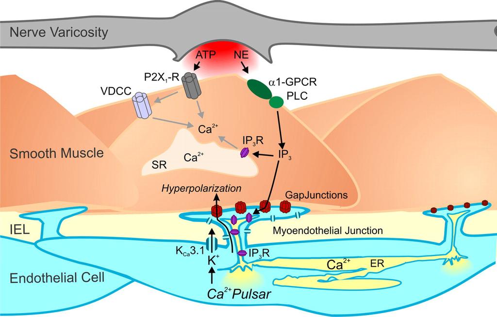 Az érsimaizom szimpatikus vazokonstriktor beidegzése: a noradrenalin (α-1 metabotróp receptor) ÉS ATP (P2X1 ionotróp receptor) kotranszmisszió!