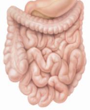 DeFronzo RA. Diabetes 2009;58:773 95.