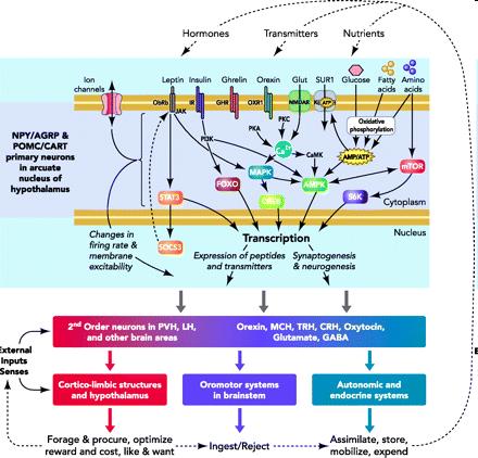 A n. arcuatus és a hypothalamikus központok neuronjai által termelt neurotranszmitterek és modulátorok ANOREXIGÉN neuronok (táplálkozást gátló faktorok) Elsőrendű neuronok: OREXIGÉN neuronok