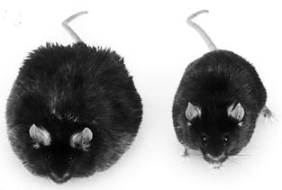 Leptin (ob/ob), vagy leptin receptor (db/db) hiányos egér: obezitás, hyperphagia, hipoaktivitás ob/ob mutáns (leptin hiányos) vad típus A zsírraktárak