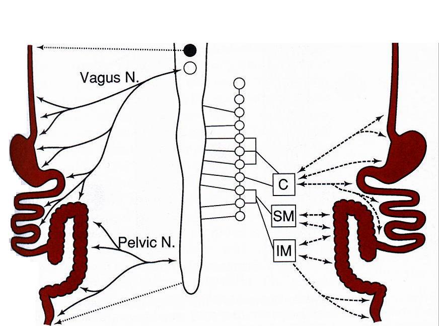 A tápcsatorna külső beidegzése szomatikus szimpatikus Paraszimpatikus (preganglionáris) Postganglionáris rostok 3 A