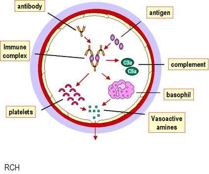 Az antitestek szolubilis idegen vagy saját antigénhez kötődnek.