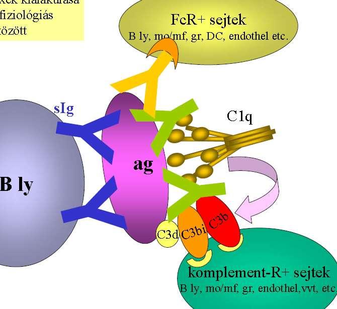 útja antitest termelés által, immunkomplexek keletkezése révén történik.