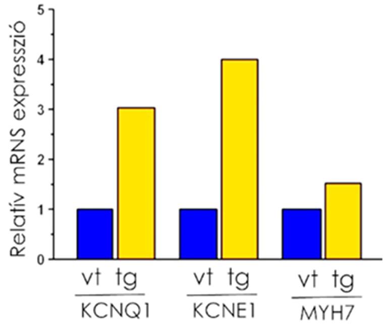 (Az ábra Major et al, 2016 cikk magyar nyelvű fordítása) Kvantitatív PCR (qpcr) segítségével megmértem a nyúl KCNQ1 mrns és szintén nyúl MYH7 mrns expresszióját normalizálva a RPS5 és a 28S
