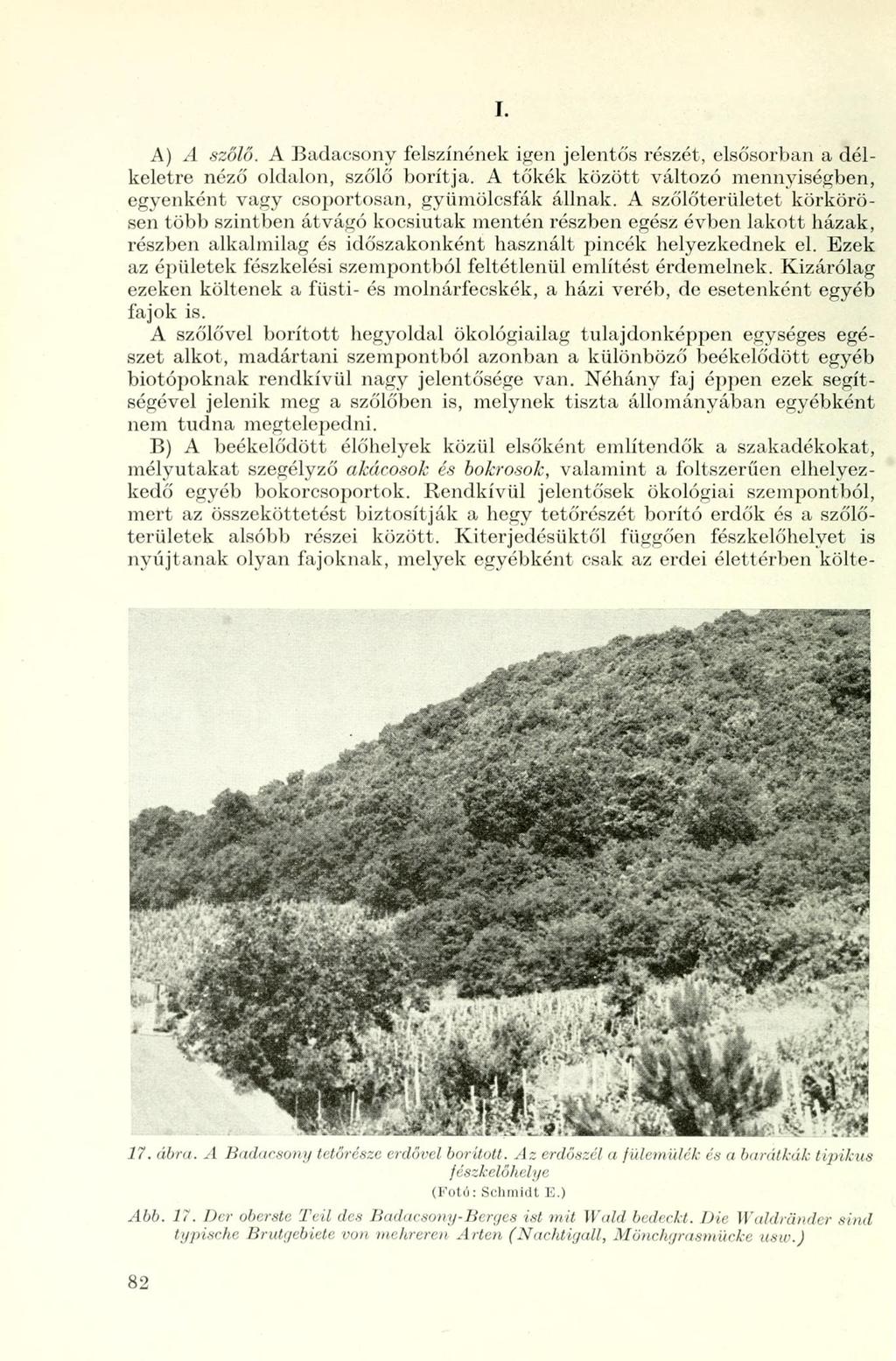 I. A) A szőlő. A Badacsony felszínének igen jelentős részét, elsősorban a délkeletre néző oldalon, szőlő borítja. A tőkék között változó mennyiségben, egyenként vagy csoportosan, gyümölcsfák állnak.