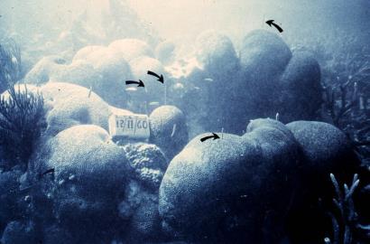 (Forrás: WRI PAGE 2000) Megfigyelt kifehéredések 93 A világtengerek korall-telepeinek pusztulása (%) (az UNEP 2001.