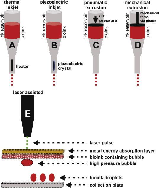 Hol tartunk- melyek a legerősebben kutatott iráynok? 1. Erek és érrendszerek- saját ér ujdonképződés 2. Fogászati implantátumok- saját fog? 3. Hasnyálmiríny cukorbetegség kezelése 4.