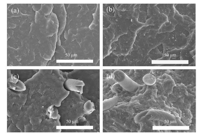 Chapitre IV Les composites à fibre PET En effet, les microphotographies ont révélé que de même que le PP, les composites PP/fibre PET se rompent d'une manière fragile, et montrent des surfaces de