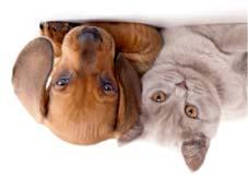 10 www.kiskapocs.hu Állatorvosi sorok A kutyák és a szilveszter éjszaka... Kutyáknál és macskáknál is viszonylag gyakran előforduló betegség a hallójárat gyulladása.