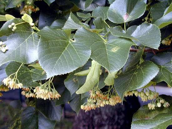 Tilia