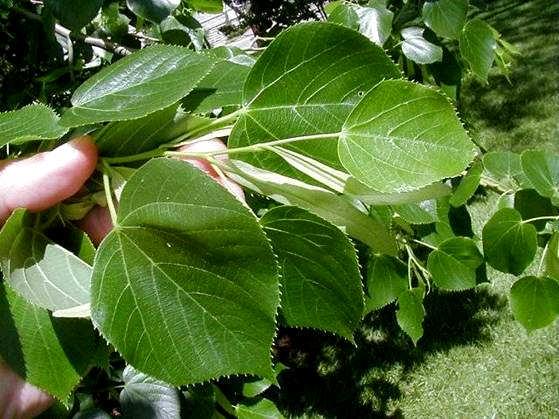 Tilia x euchlora (T.