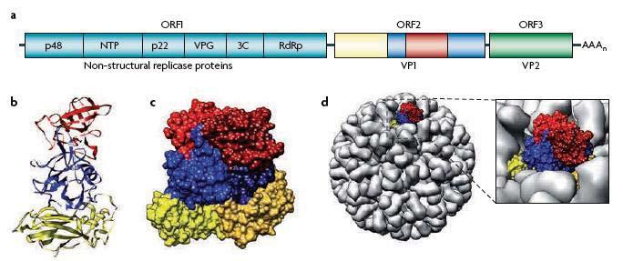Three open reading frames (ORFs) ORF1 encodes the non-structural proteins that are crucial for virus replication ORF2 and ORF3 encode a major capsid protein VP1 and a minor structural protein VP2.