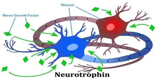 Motiváltság neurotrofinok ( megfelelő neurokémiai