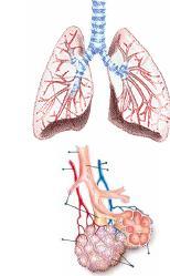 Gége /larynx légcső /trachea tüdőkapu /hilus pulmonalis hörgő