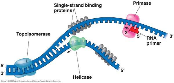 A replikáció iniciációja prokariótákban SSB fehérjék (Single Strand Binding Proteins)