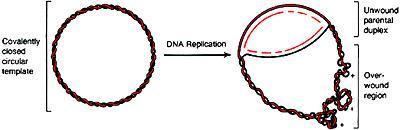 Topoizomerázok Replikáció során a cirkuláris DNS szál túlcsavarodik feszültség keletkezik Topoizomeráz I.