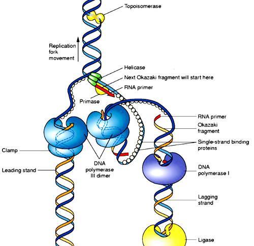 A replikáció összefoglalása DNS polimerázok (+fehérjék) repliszómába állnak össze