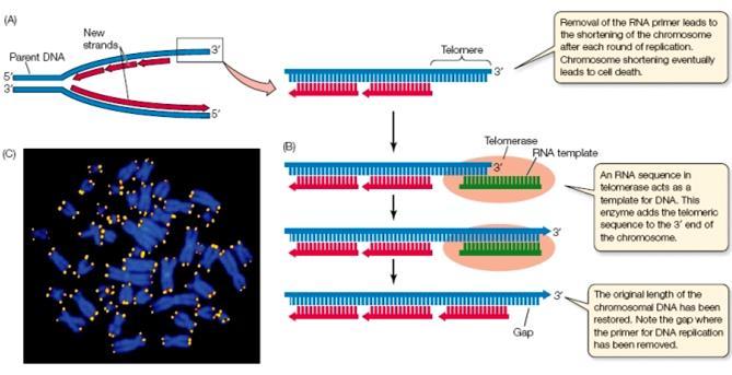 Telomeric sequence https://www.youtube.com/watch?v=ajnotmwse0s http://www.