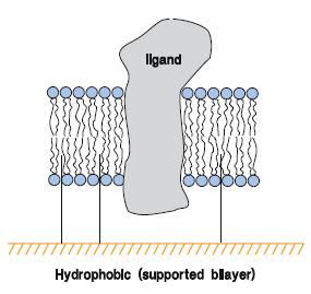 Lipidréteg