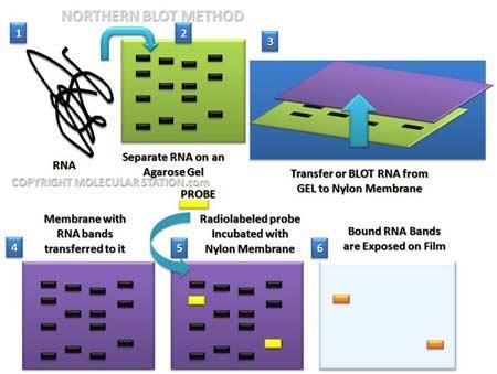 Northern blot Specifikus RNS kimutatása komplex