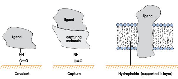 Az SPR elemzések gyakorlata A kölcsönhatás egyik partnerét a szenzor felülezén immobilizálják.