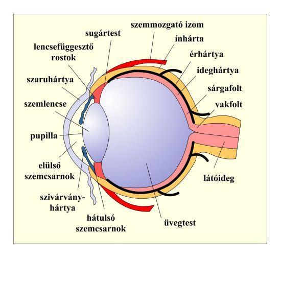 Bevezető Az emberi szem optikája http://cms.sulinet.