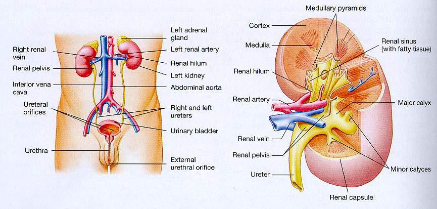 Funkcionális anatómiai áttekintés Anatómiai