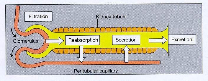 Tubularis működések Ultrafiltráció Reabszorpció