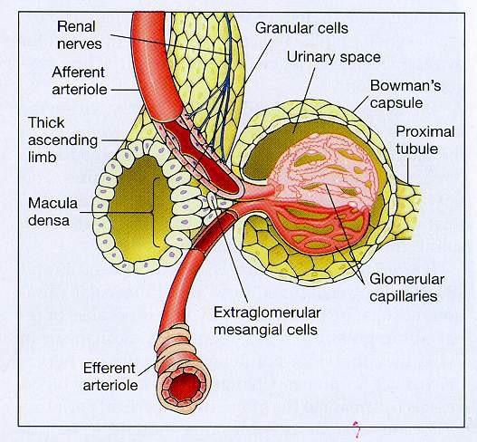 sejtek Kapszuláris tér Bowman tok Proximális tubulus macula densa