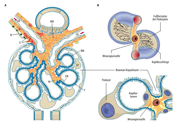 Glomeruláris filtráció (180 l/nap) GFR=Glomeruláris Filtrációs Ráta (100-130 ml/min) A filtrációt meghatározó tényezők 1.