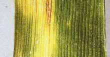 Általános gyomok Rézhiány Minőségjavításra Szeptória Rovar/vetésfehérítő Fuzárium Rovarölő Hadden + Star Forte 0,05kg/ha + 0,25l/ha