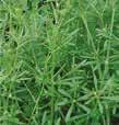 Szokványos gyomprobléma Hadden + Star Forte 0,05 kg/ha+ 0,25 l/ha Fluroxipir-meptil, tribenuron-metil + tifenszulfuron-metil A két hatóanyaga a tribenuron-metil és a