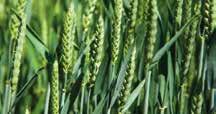 A Wuxal Grano tápelem-összetétele a búza minőségét javítja, míg a Fury a vetésfehérítők ellen vethető be nagy biztonsággal. A csomag a kalászvédelemre összpontosít.