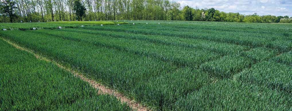 Biostimulálás és nitrogénellátás Alga 600* 21 29 30 32 37 39 51 59 61-69 Bokrosodás Bokrosodás Azospeed-kezelések hatása búzában (Agrofil, Püski, 2015.