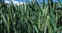 600 Biostimulátor 1 x 10 kg 50 ha t/ha 4 3 2 3,913 UAN oldat Azospeed Szárszilárdító és növekedésszabályozó 0,5 l/ha 250 g/l trinexapac-etil Erősít és táplál Az Alga 600 egy igen tömény a Sargassum