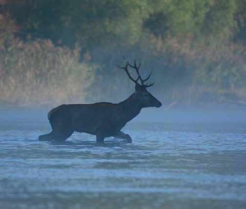 A vízi túrák kedvelői végigjárhatják a galériaerdők övezte Mosoni-Dunát és a vadregényes felső-szigetközi Duna-ágrendszert, ahol a változatos szakaszok felejthetetlen élményt ígérnek a kajakkal,