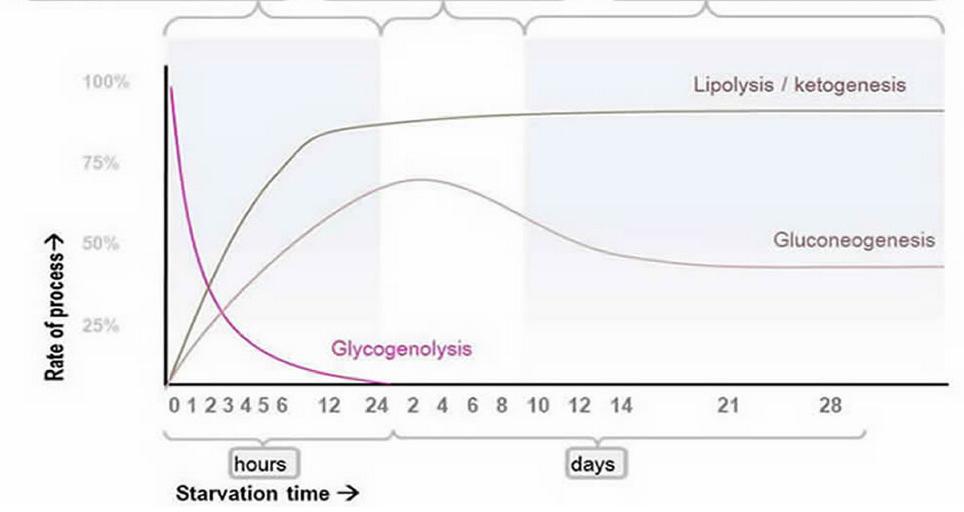 Megnyúlt posztabszorptív fázis, glikogenolízis Glukogneogenezis