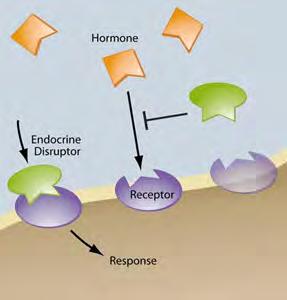 EDC ( Endocrine-Disrupting Compound) Hormonháztartást megzavaró vegyületek Károsítják a : természetes hormon termelését,