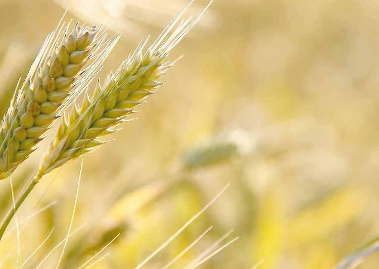 feladatok szintvizsgák lebonyolítása szakmai tájékoztatás a gazdálkodók, szakképzési intézmények felé kapcsolattartás és együttműködés a társkamarákkal, szakképző intézményekkel, valamint a NAK