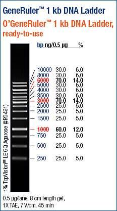 HXB2 plazmid (X4-tróp burok): jel EcoRI + BamHI emésztés után 677 bp, 2278 bp, 3726 bp. A pgj3-lacz plazmid (core + β-galaktozidáz gén): a jel EcoRI + BamHI emésztés után kb. 9000bp, kb. 3000bp.