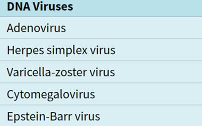 mellett Rubeola Varicella-zoster virus Adenovirus Immunszupresszió/