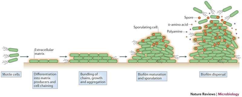 A biofilm