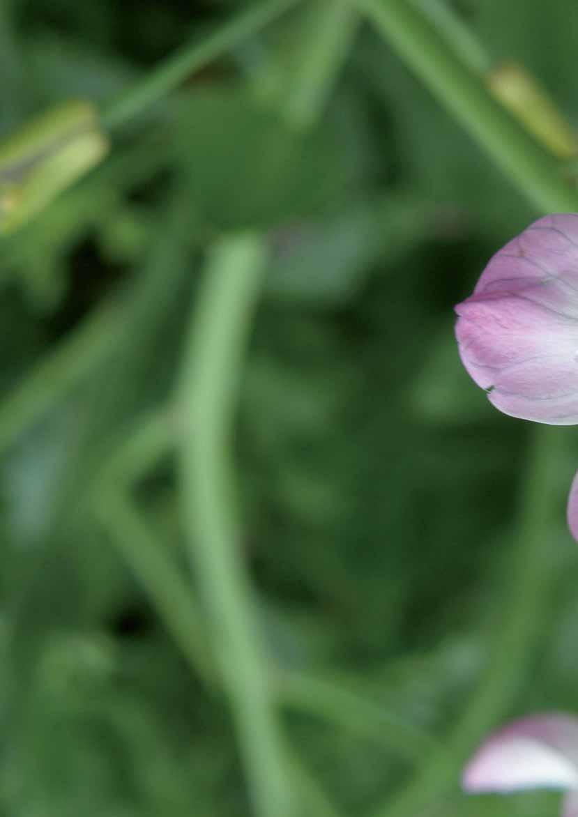 KÖZTESNÖVÉNYEK viterra. A KÖZTESNÖVÉNY-VETÔMAGKEVERÉKEK CSÚCSA.